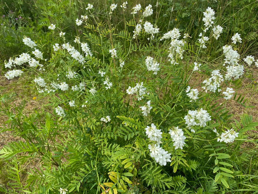 Ziegenraute - Galega officinalis