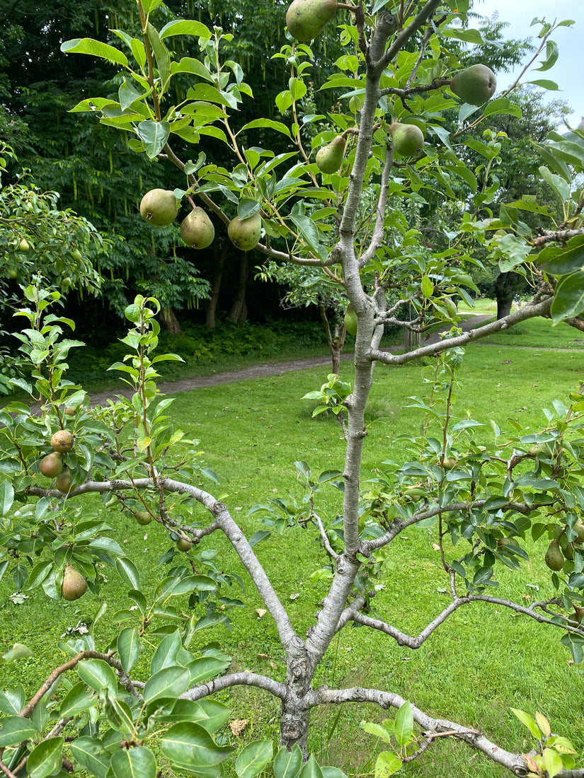 Birnbaum - Pyrus communis 'Williams'