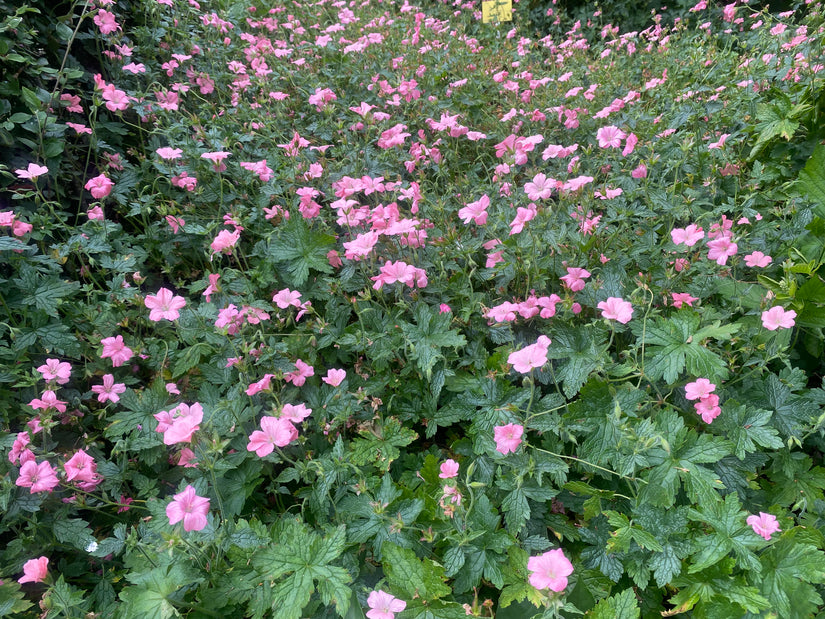 Storchschnabel - Geranium endressii 'Wargrave Pink'