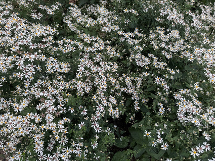 Schneesternaster (Höhe 60 cm) - Aster divaricatus