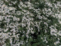 Schneesternaster (Höhe 60 cm) - Aster divaricatus