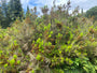 Baumheide - Erica arborea 'Alpina'