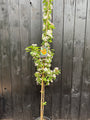 Säulenförmiger Zierapfel (gelb) - Malus 'Golden Hornet' gefiedert