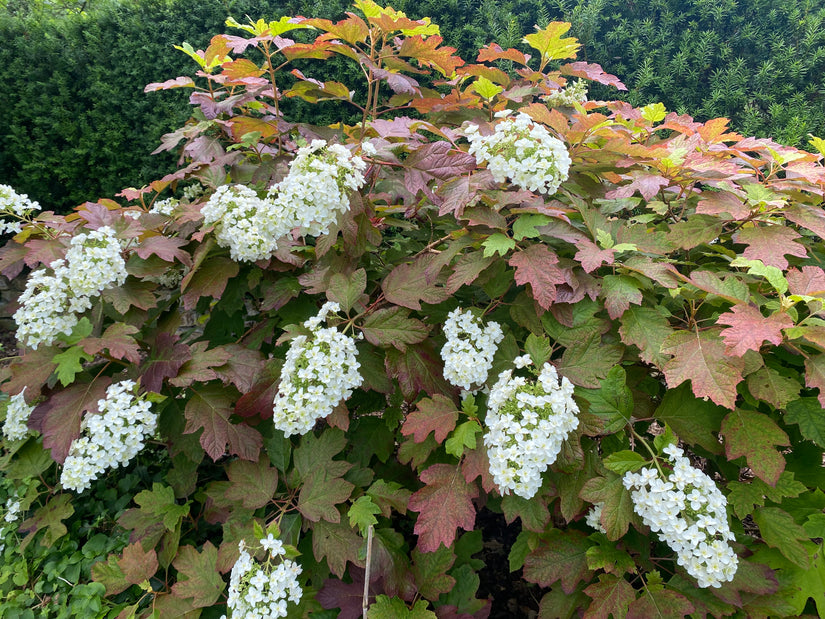 Eichenlaubhortensie - Hydrangea quercifolia 'Snowflake'