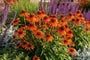 Sonnenhut (Orange) - Echinacea 'Lakota Orange'