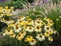 Gelber Sonnenhut - Echinacea 'Lakota Yellow'