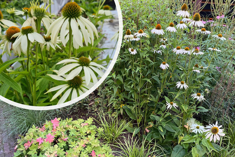 Weißer Sonnenhut - Echinacea purpurea 'Alba'