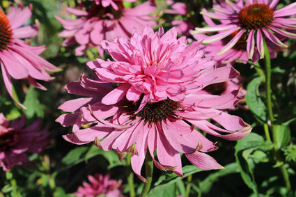 Sonnenhut - Echinacea purpurea 'Sunrise'
