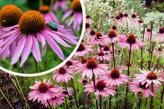 Roter Sonnenhut (Niedrige Sorte, 70 cm) - Echinacea purpurea 'Leuchtstern'