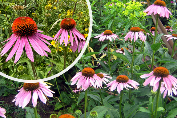 Sonnenhut - Echinacea purpurea 'Magnus'