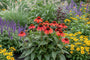 Sonnenhut - Echinacea purpurea 'Tomatensuppe'