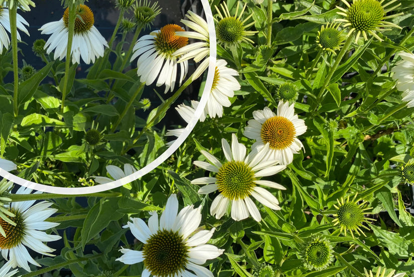 Sonnenhut - Echinacea purpurea 'White Swan'