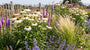 Biologischer Sonnenhut (Weiß) - Echinacea purpurea 'White Swan'