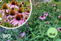 Bio-Lila Sonnenhut – Echinacea purpurea