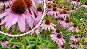 Sonnenhut   Echinacea purpurea