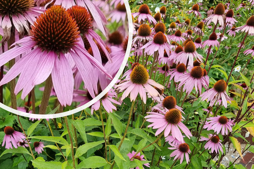 Sonnenhut - Echinacea purpurea