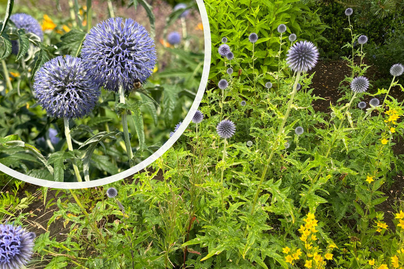 Kugeldistel - Echinops bannaticus 'Blue Globe'