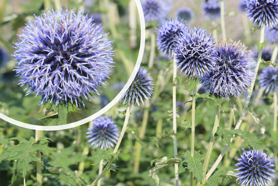 Kugeldistel - Echinops bannaticus 'Taplow Blue'