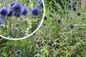 Kugeldistel (Höhe 80 cm) - Echinops ritro 'Veitch's Blue'