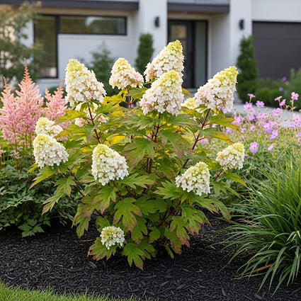 Eichenlaubhortensie - Hydrangea quercifolia 'Munchkin'