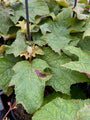 Eichenlaubhortensie - Hydrangea quercifolia 'Sike's Dwarf'