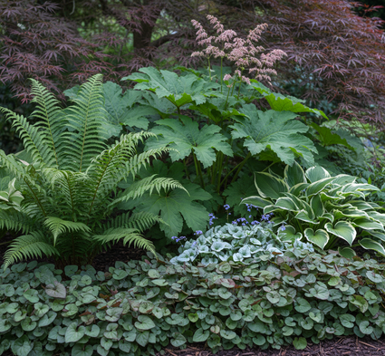 inheemse eikvaren - combinatie met hosta, brunnera, rodgersia en achteraan Japanse Esdoorn Garnet