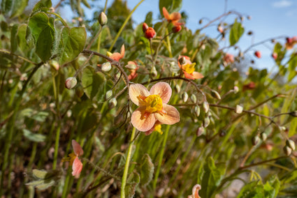 Elfenblume - Epimedium x cantabrigiense