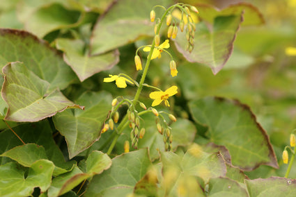 Feenblume - Epimedium pinnatum subsp. Colchicum