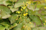 Feenblume - Epimedium pinnatum subsp. Colchicum