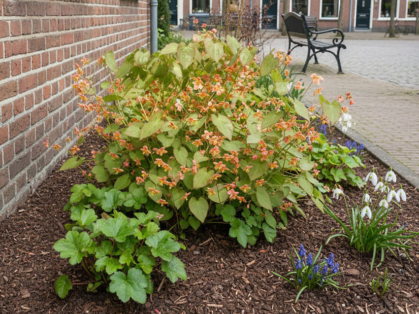 Feenblume - Epimedium pubigerum 'Orangekönigin'