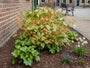 Feenblume - Epimedium pubigerum 'Orangekönigin'