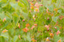 Feenblume - Epimedium pubigerum 'Orangekönigin'