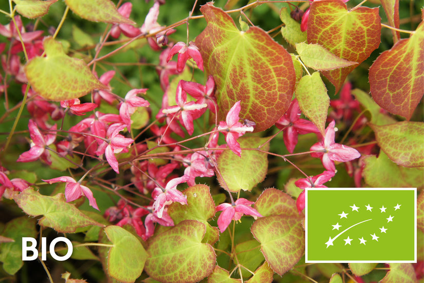 Biologische Elfenblume (Grün/rot) - Epimedium rubrum