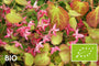 Biologische Elfenblume (Grün/rot) - Epimedium rubrum