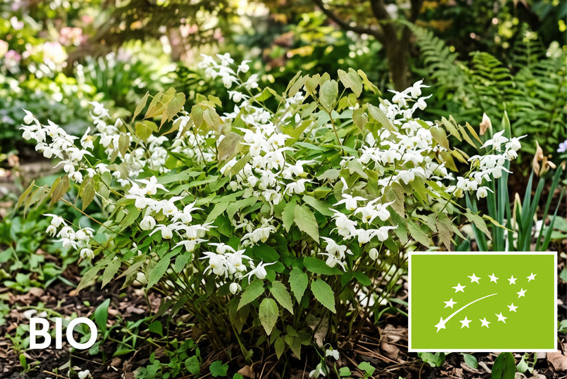 Bio-Elfenblume - Epimedium x youngianum 'Niveum'