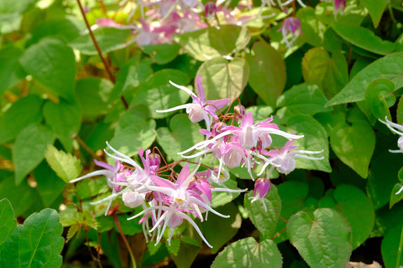 Feenblume (Rosa) - Epimedium x youngianum 'Roseum'