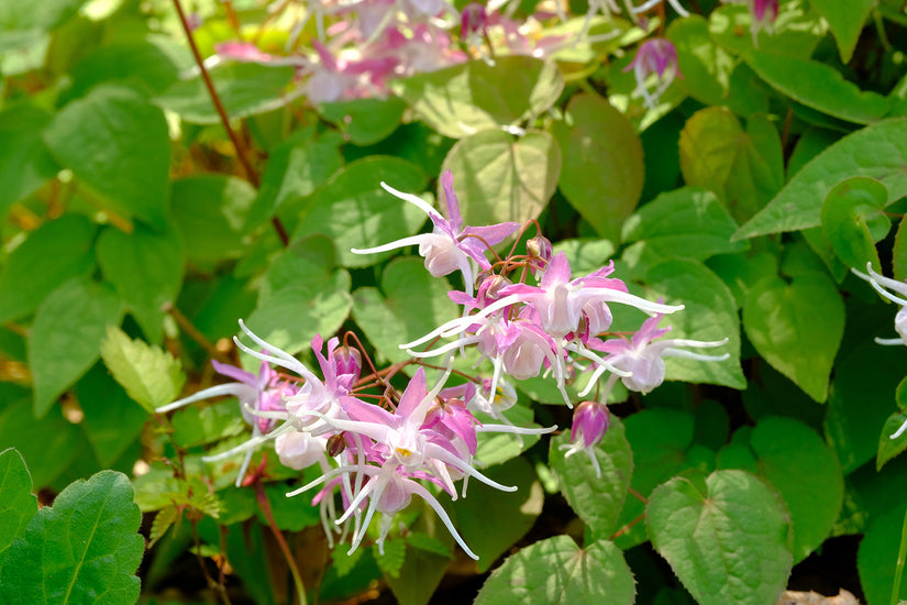 Feenblume - Epimedium x youngianum 'Roseum'