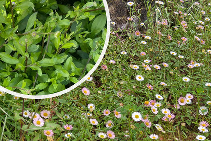 Graues Berufkraut - Erigeron karvinskianus