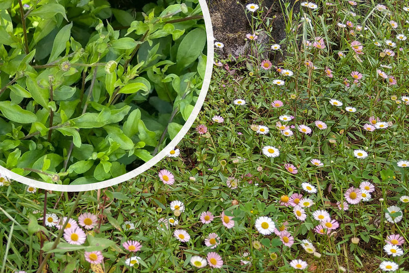 Graues Berufkraut - Erigeron karvinskianus