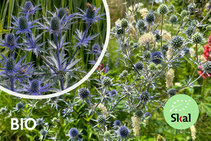 Bio-Kreuzdistel - Eryngium planum