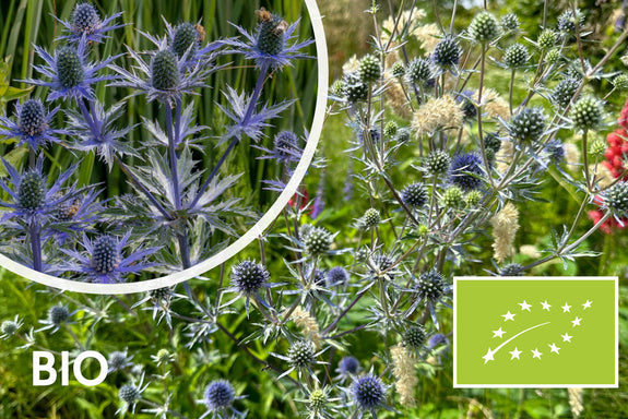 Bio-Kreuzdistel - Eryngium planum