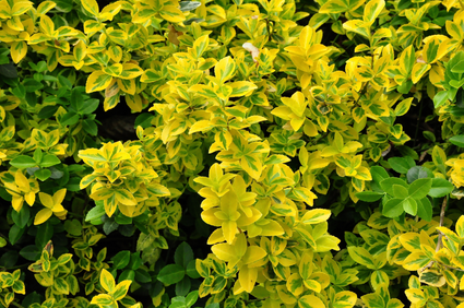 Japanischer Kardinalshut - Euonymus Fortunei 'Gold Tip'