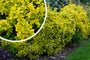 Japanischer Kardinalshut - Euonymus Fortunei 'Emerald 'n Gold'