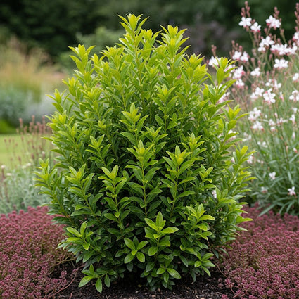 Japanischer Kardinalshut - Euonymus Fortunei 'Tustin'