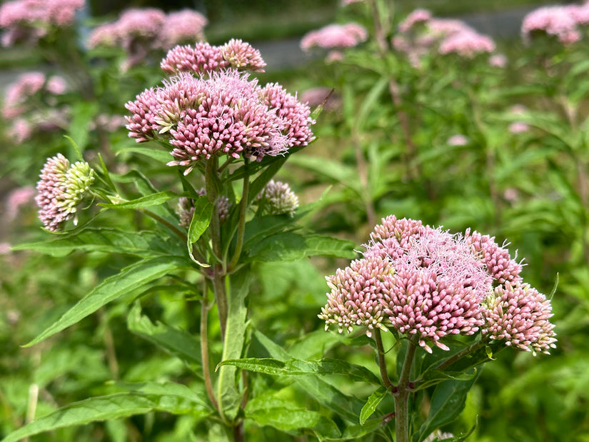 Leberblümchen / Königinnenkraut - Eupatorium cannabinum