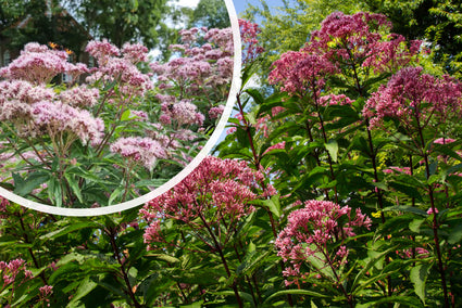 Königskraut (Höhe 2 Meter) - Eupatorium maculatum 'Atropurpureum'