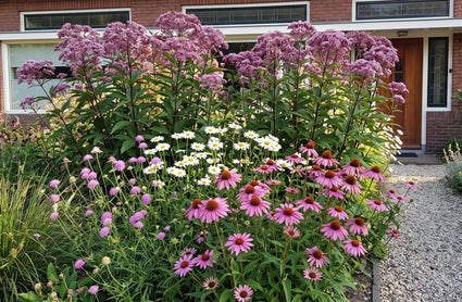 Königinnenkraut - Eupatorium maculatum 'Riesenschirm'
