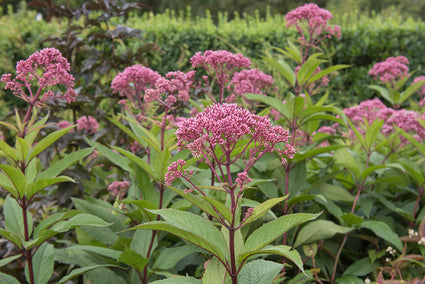 Bio-Königinnenkraut - Eupatorium mac. 'Atropurpureum'