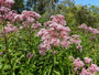 Bio-Königinnenkraut - Eupatorium mac. 'Atropurpureum'