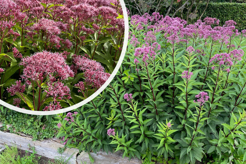 Lila Leberblümchen - Eupatorium purpureum